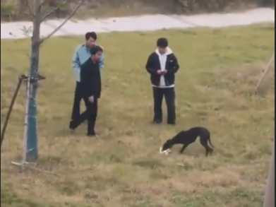 3名未成年人购猫让烈性犬追捕撕咬，将担何责？ | 读特普法