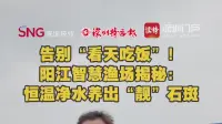 告别“看天吃饭”!阳江智慧渔场揭秘:恒温净水养出“靓”石斑