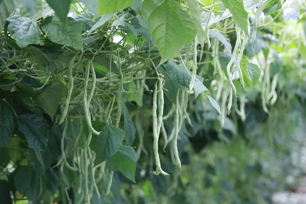 乡村振兴看砚山:小豆角变身“金豆子”,特色种植绘就共富新图景