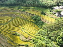 江西大余：稻浪翻滚秋收忙