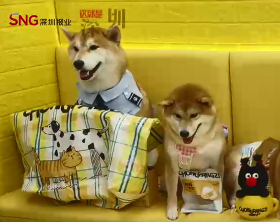 这就是深圳丨buff叠满 深圳宠业C位出海 