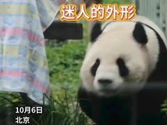 秀我中国｜大熊猫“吉年”“福将”在京陪您共度中秋佳节 
