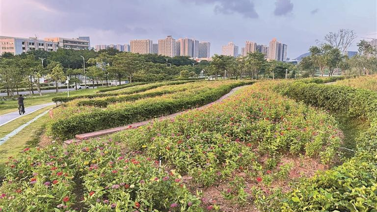 宝安人才林公园百日草花开成海等你来打卡