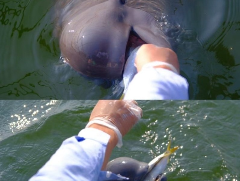 动保组织借“江豚饵料鱼告急”募款近两万元？江豚保护区：短缺问题早已解决