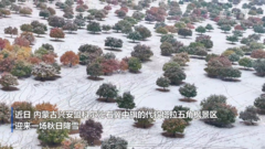 内蒙古兴安盟：红叶披银装 五角枫景区上演“梦幻邂逅”