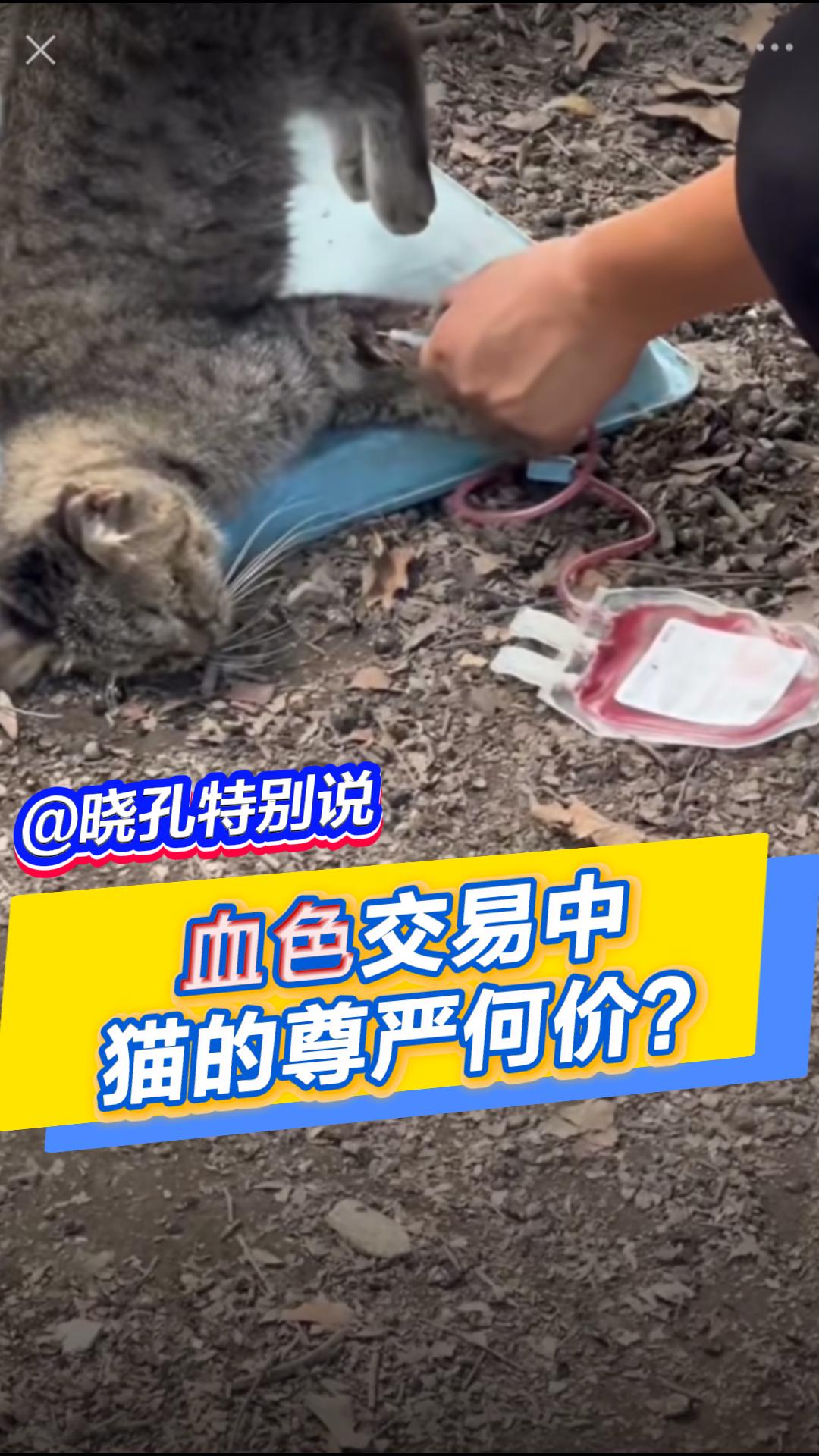 晓孔特别说 | 血色交易中，猫的尊严何价？