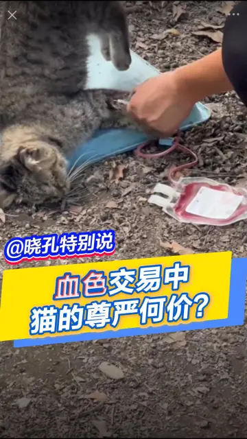 晓孔特别说 | 血色交易中，猫的尊严何价？