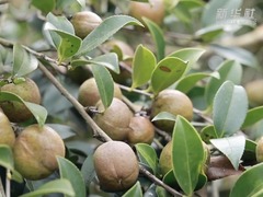 贵州黎平：良法种植助力油茶丰收