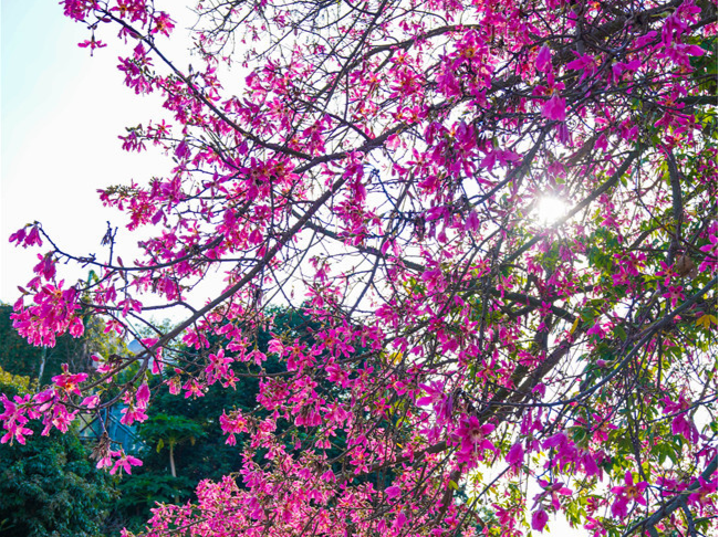 深圳大鹏秋日限定!较场尾异木棉浪漫绽放