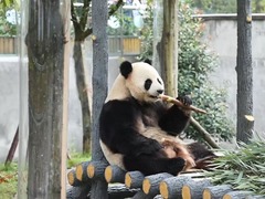 四川长宁：邂逅“国宝”大熊猫 乐享假日时光