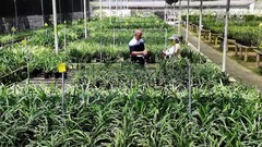 福建南靖：兰花香飘两岸