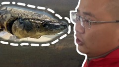 行走江河看中国｜他救下中华鲟，续写生命守护故事！