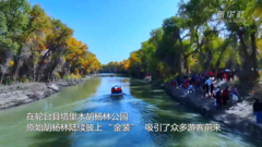 新疆轮台县胡杨林迎来最佳观赏季