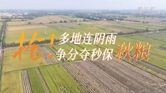 抢！多地连阴雨 争分夺秒保秋粮