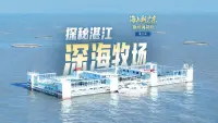 探秘湛江“深海牧场”