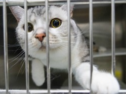 “血猫”背后的猫狗输血之困：多靠互助捐血，“地下”宠物血库缺监管