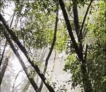 8.gif