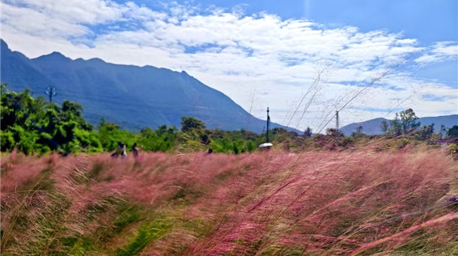 穿汉服、赏花海！深圳南澳粉黛花海国风雅韵会即将启幕