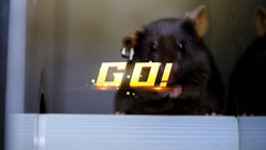 聚焦神二十一：小鼠“飞天”记