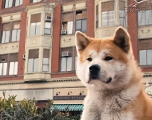 宠域talk | 连动物都被AI卷下岗了？好莱坞明星动物们因AI丢掉工作