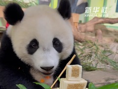 全球唯一大熊猫三胞胎后代“妹珠”过中秋节 仪式感拉满