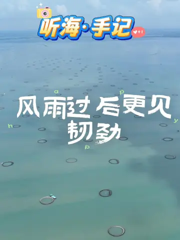 “海上新广东”融媒调研行-湛江站｜「听海·手记」风雨过后更见韧劲