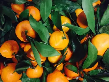 北纬25度的寻乌蜜桔，甜遍全国！