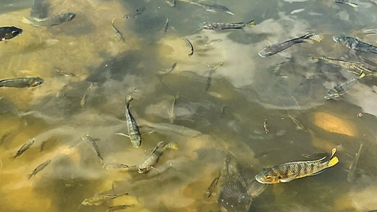 棄養放生的“清道夫”入侵仙湖 園方回應：將加強監測