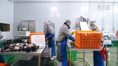 千城百县看中国｜河北廊坊：农产品抢“鲜”进京保供应