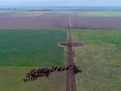 阿根廷牛肉企业期待借进博会扩大出口