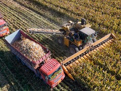 粮食收获已达九成 新疆今秋丰收在望
