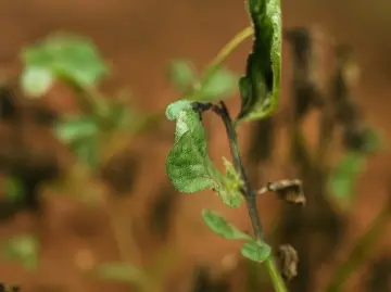 科学家黄三文团队“优薯计划”又有新突破!首次提出“插件式”抗病育种策略 相关研究成功登上《自然》