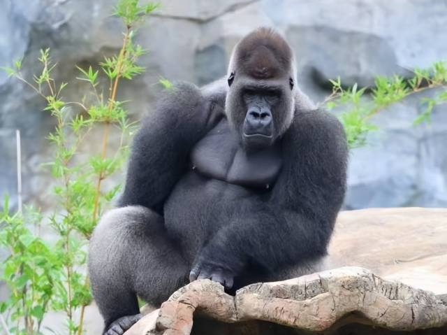 用野菜命名大猩猩获六成网友支持，南京红山动物园“听劝”