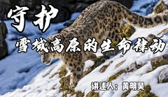 世界雪豹日：守护雪域高原的生命律动