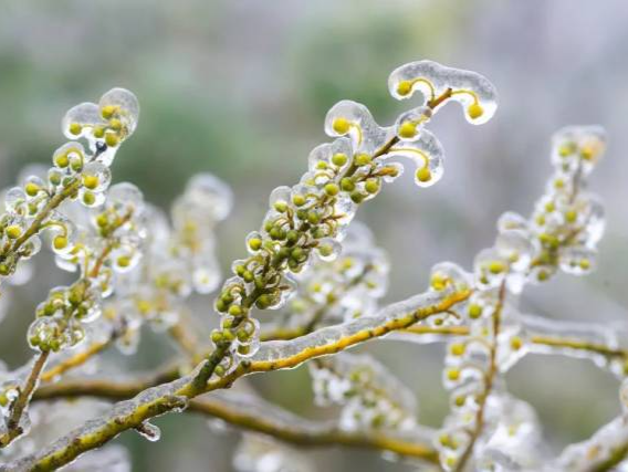 今年冬天是“超级冷冬”？最新回应 