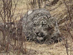 世界雪豹日：共同守护“雪山之王”