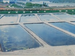 沙漠里养出龙虾