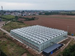 陕西西安：无土育青蔬 水培生“金苗”