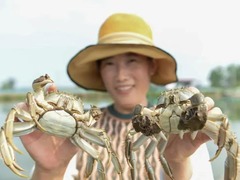 好蟹不怕晚！专家科普：今秋大闸蟹虽迟但到，只为更肥
