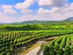 秋老虎“捂”住满城桂香 杭州高温让这场金秋芬芳“迟到”