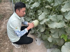 瓜更甜味更足——中国哈密瓜之乡普及“智能”种植