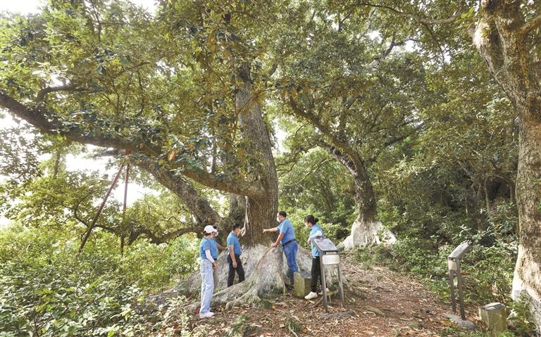 岭南“活化石”转变为生态“活课堂” 广东以自然教育为切口推进古树名木守护行动