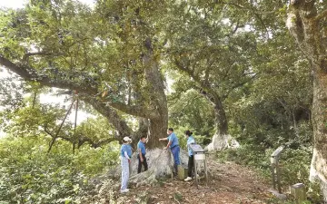 岭南“活化石”转变为生态“活课堂” 广东以自然教育为切口推进古树名木守护行动