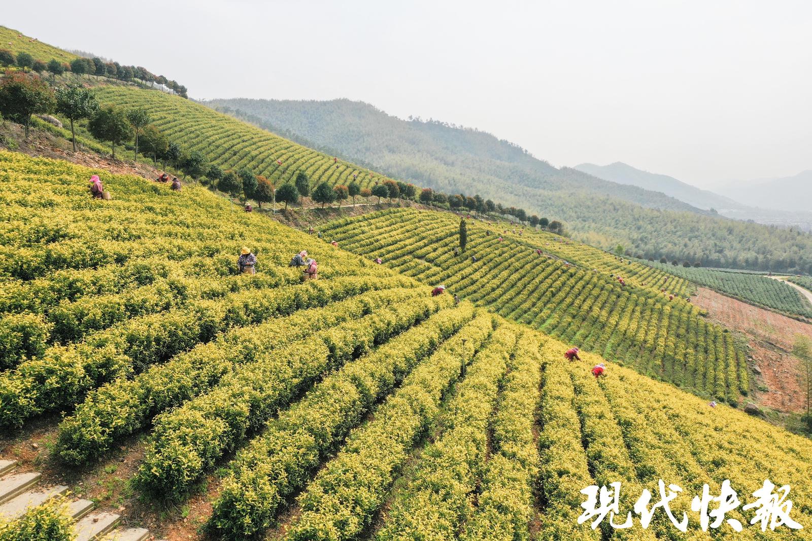 2025全国地方媒体总编辑看无锡|智能流水线泡出振兴茶香,勾勒宜兴振兴画卷