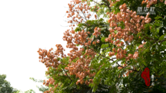 千城百县看中国｜广东虎门：霜降秋花繁