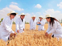 瞭望 | 河南周口：打造现代农业试验田