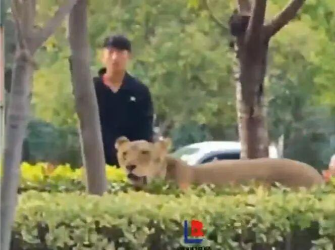 网友称有狮子在道路绿化带狂奔，安徽砀山县通报：从马戏团意外跑出，已诱捕入笼