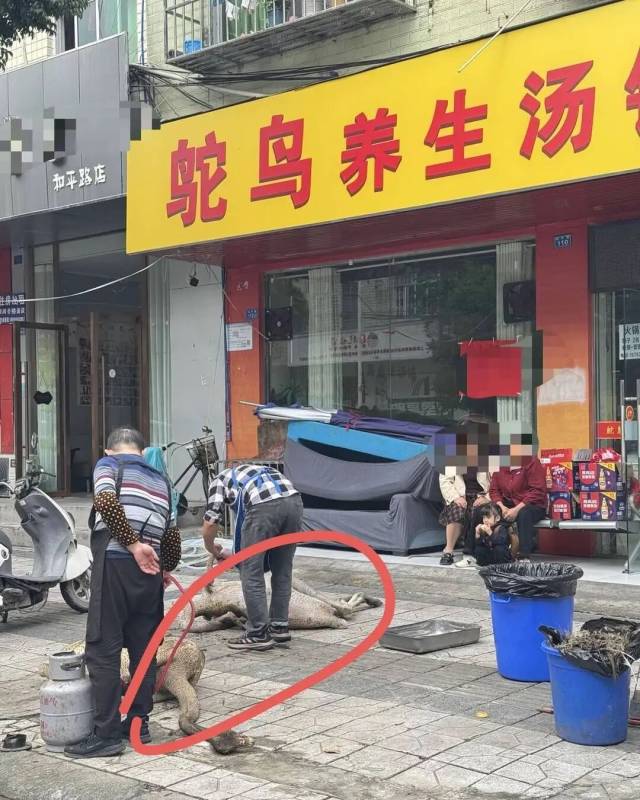 两只鸵鸟是从附近一家餐馆跑出来的，当天已被抓回去。
