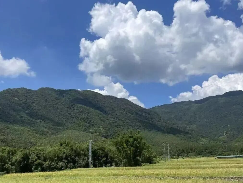亩产254公斤！大幅超越预期！深汕大安村首批旱稻试种丰收