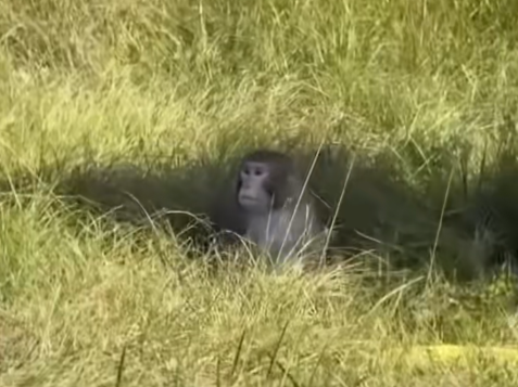 美国实验室猴子因卡车翻车逃跑：被指携带疾病，对人类具有攻击性 